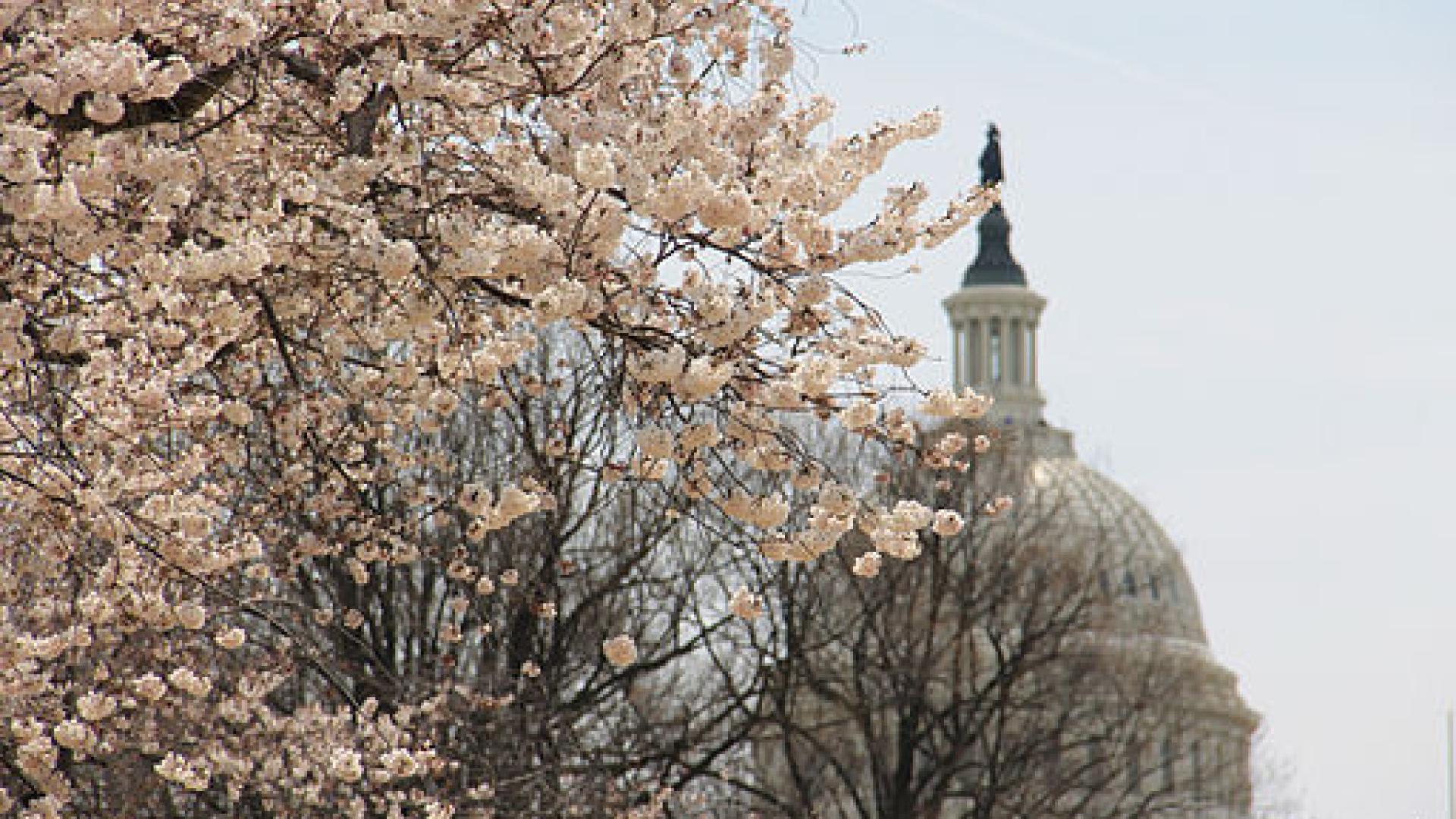 Cherry  Blossoms  in  Senate  Park  (8635163872) (2) 